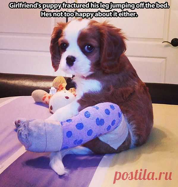 Fractured Puppy | Funny Pictures