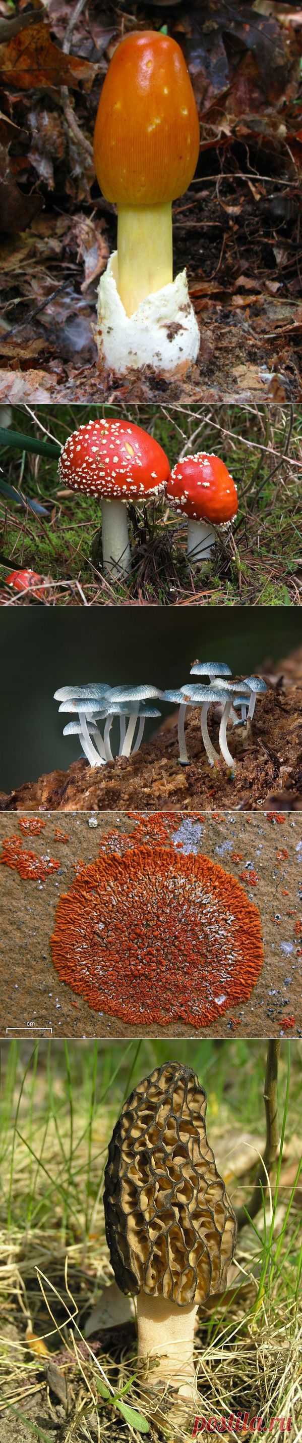 Самые красивые грибы на планете | ОБЩЕНИЕ И ВСЕ САМОЕ ИНТЕРЕСНОЕ. | Группы Мой Мир