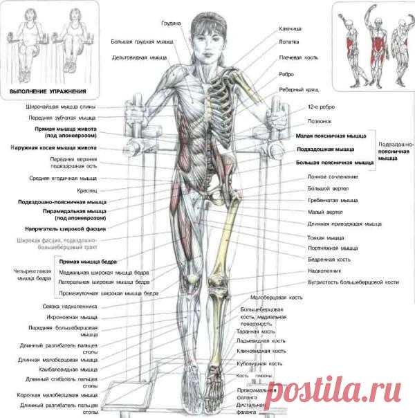 ПРЕСС. Подъемы коленей в упоре. Это упражнение разрабатывает мышцы - сгибатели бедер, в первую очередь подвздошно-поясничные, а также косые и прямые мышцы живота (особенно интенсивно задействованы их нижние части).