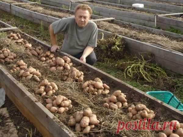 Удивительный огород Виктора Лядова