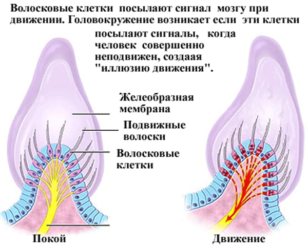 Почему при вставании кружится голова. Волосковые клетки. Почему кружится голова когда ложишься. Почему кружится голова,когдаложишся на спину. Кружение головы причины.