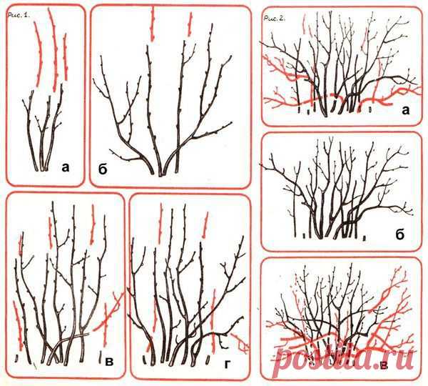 Обрезка куста черной смородины
