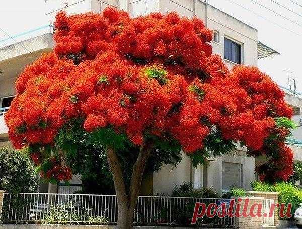 Делоникс королевский - одно из красивейших цветущих деревьев.