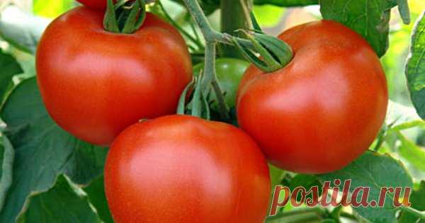 11 ошибок при выращивании томатов 

Многие огородники при посадке и уходе за помидорами нередко сталкиваются с различными проблемами, которые возникают в результате неправильных действий.
Остановимся на самых распространенных ошибках …