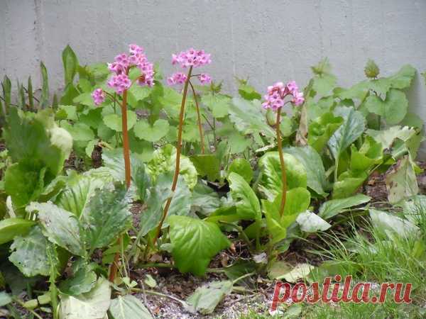 Полезный бадан — красивое растение для сада — 6 соток