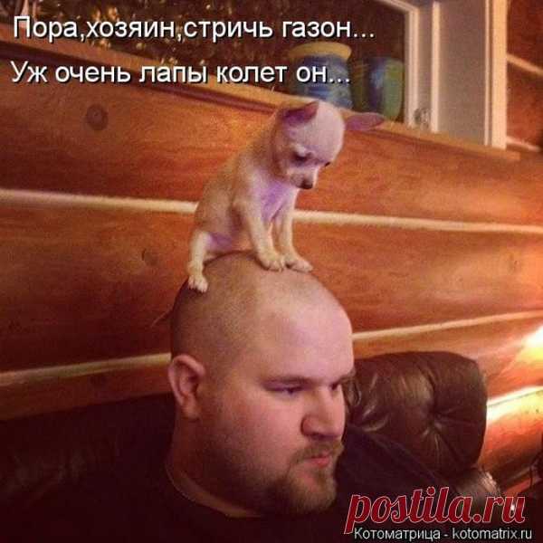 Весёлые Котоматрицы