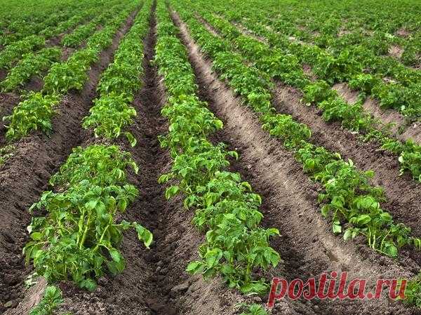 8 секретов хорошего урожая картофеля