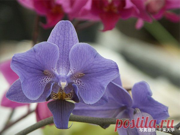 Орхидеи: применение витаминов и стимуляторов