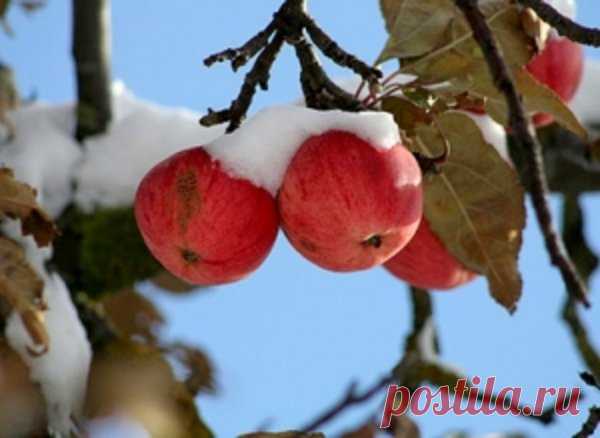 Подбираем самые зимостойкие сорта яблонь для посадки в Сибири В этой статье Вы узнаете