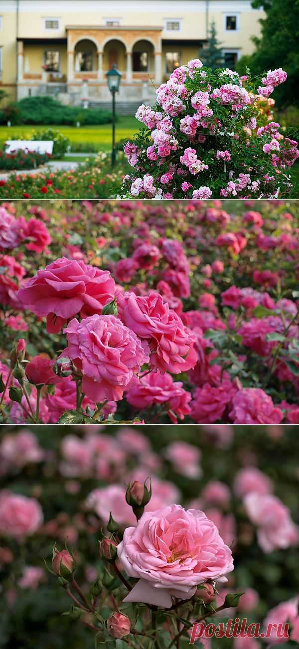 Сад роз - Rosarium Baden bei Wien. Австрия.