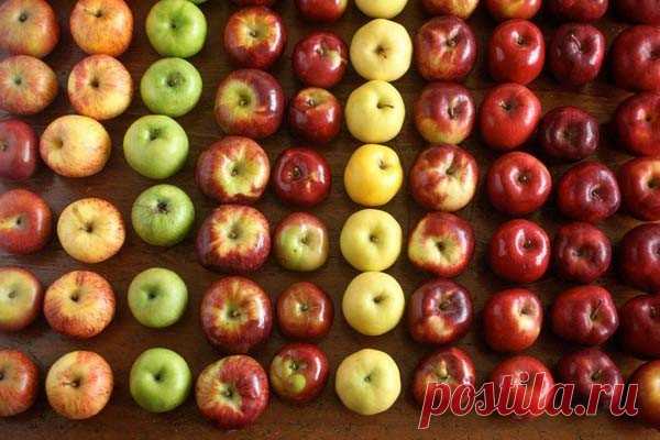 Цвет яблок влияет на их полезные свойства Всем давно известно, что одно яблоко в день чудесным образом сберегает наше здоровье. Но вот тот факт, что от цвета яблок зависит для кого они более полезны, ученые выяснили не так давно.Разные по цвету яблоки обладают разным вкусом, у них разный состав полезных веществ и свойств. Зеленые...