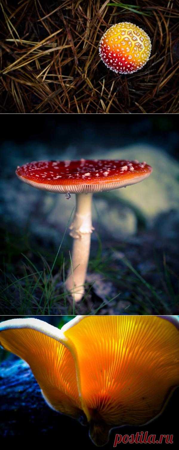 Ядовитый шарм. Красота диких грибов.