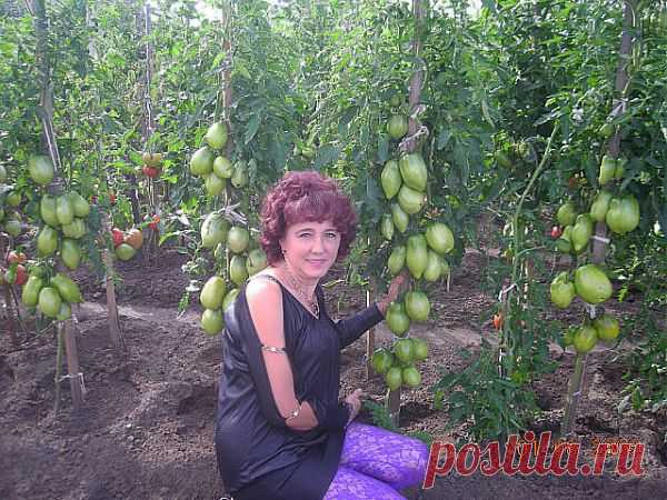 Выращиваем рассаду по методу Натальи Щербининой из Минусинска.(часть 2).