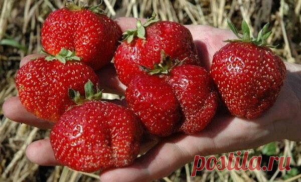 Какие сорта клубники посадить, чтобы лакомится ягодой все лето. | Дачные советы | Яндекс Дзен