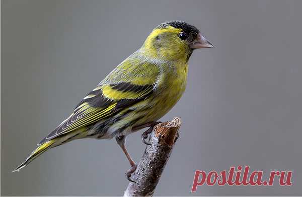 Изображение: Чиж - певчая птица: фото, описание, условия содержания Найдено в Google. Источник: pitomec.ru.