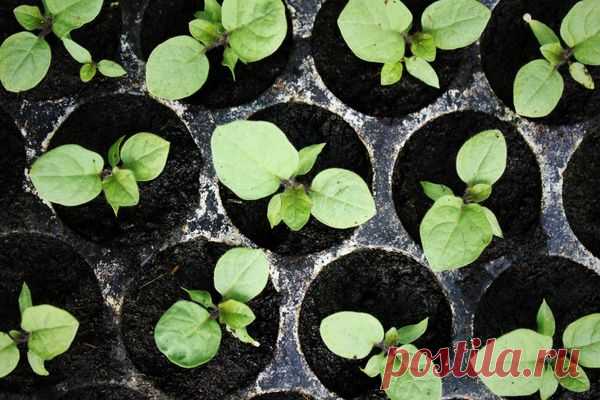 Выращиваем рассаду баклажанов из семян: секреты дачников