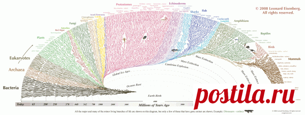 очень интересная инфографика - дерево жизни на Земле (англ.)