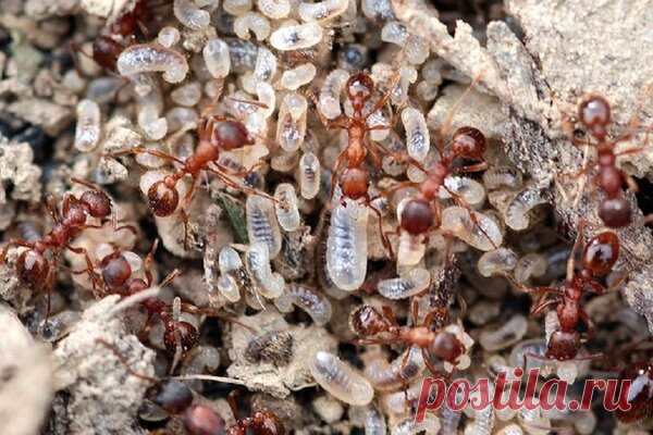 Важно истребить весной муравьев в саду - разносчиков тли! | Огородные дела | Яндекс Дзен