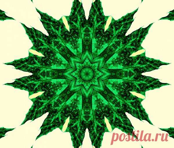 Green Floral Mandala  Free Stock Photo HD - Public Domain Pictures