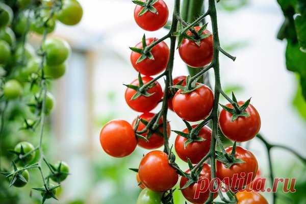 Янтарная кислота -  супер удобрение для томатов доступное каждому | Огород без Хлопот | Яндекс Дзен