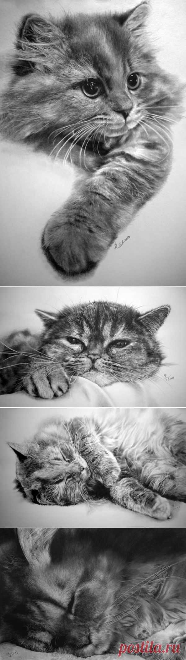 15 cat pictures you won't believe are pencil drawings | 22 Words