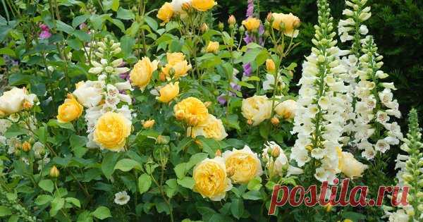 Что посадить рядом с розами? Раньше было принято считать, что розы настолько самодостаточны, что не нуждаются в соседях. Но сегодня все большую популярность обретают смешанные посадки, в которых розы отлично гармонируют с другими эффектными растениями.