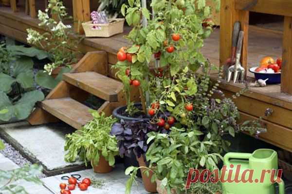 Полезные советы для садоводов-огородников
