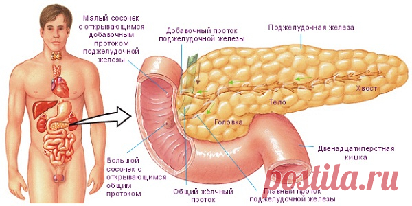 Самые простые, доступные и эффективные рецепты для лечения поджелудочной железы, о которых врачи умалчивают