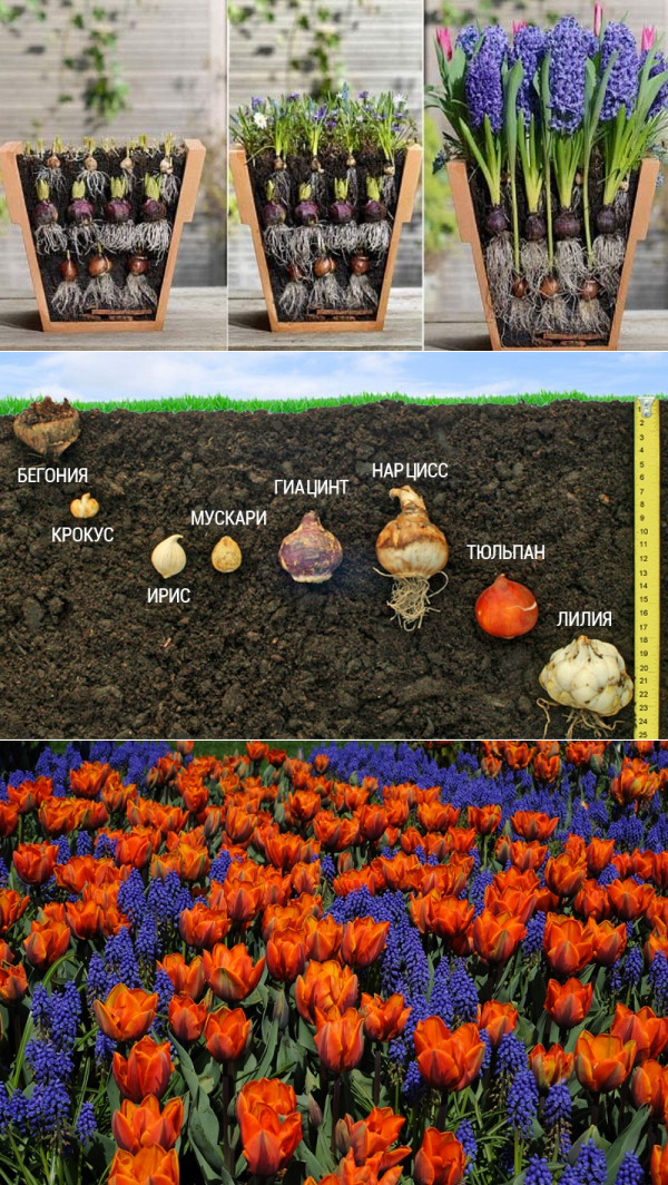 Цветовод посадила луковичные цветы необычным способом… И вот что у нее вышло! — Копилочка полезных советов