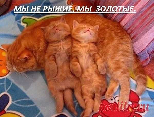 Мой Мир@Mail.Ru