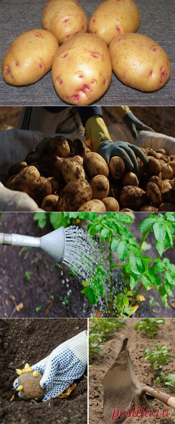 Картофель Барин: характеристика и описание сорта, выращивание и уход