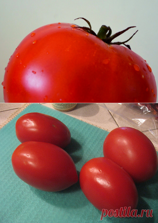 5 неприхотливых томатов, которые требуют мало забот | Cчастливый дачник | Яндекс Дзен