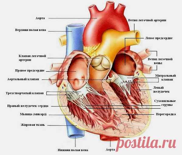 ПЕРЕЧЕНЬ ОРГАНОВ И СИСТЕМ ОРГАНИЗМА ПРЕДЛАГАЕМЫХ ДЛЯ ЛЕЧЕНИЯ И ДИАГНОСТИКИ.
СЕРДЕЧНО-СОСУДИСТАЯ СИСТЕМА:
1. Стенки, полости сердца.
2. Клапаны сердца.
3. Сосуды сердца.
4. Аорта.
5. Артерии.
6. Вены.
7. Селезёнка.
8. Клетки крови.