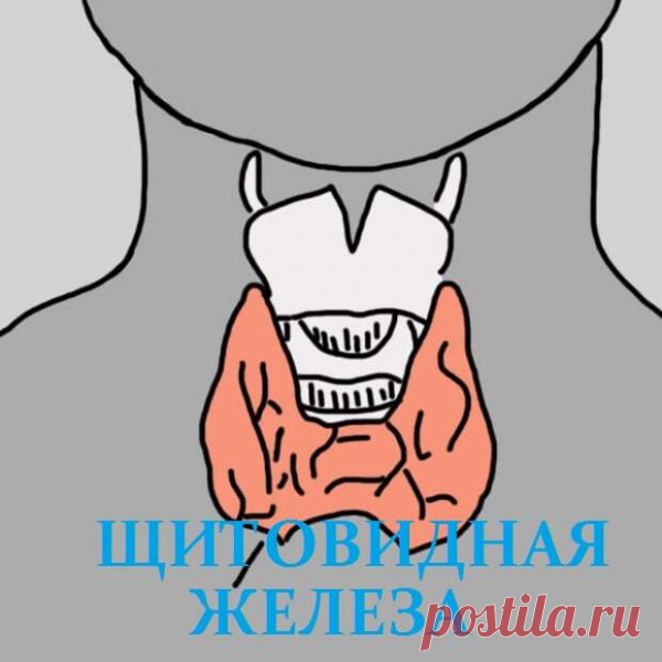 12 признаков того, что надо проверить щитовидную железу. Скрытый враг — гипотиреоз