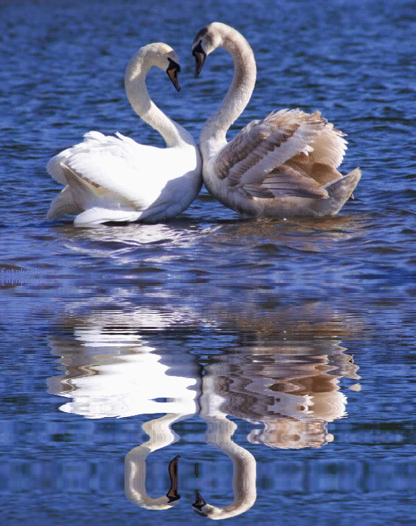 Любовь и лебеди. Лебеди в пруду. Лебеди на озере. Влюбленные лебеди. Песня верность лебедей