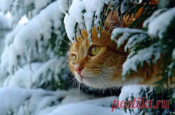 30 Cats In Snow