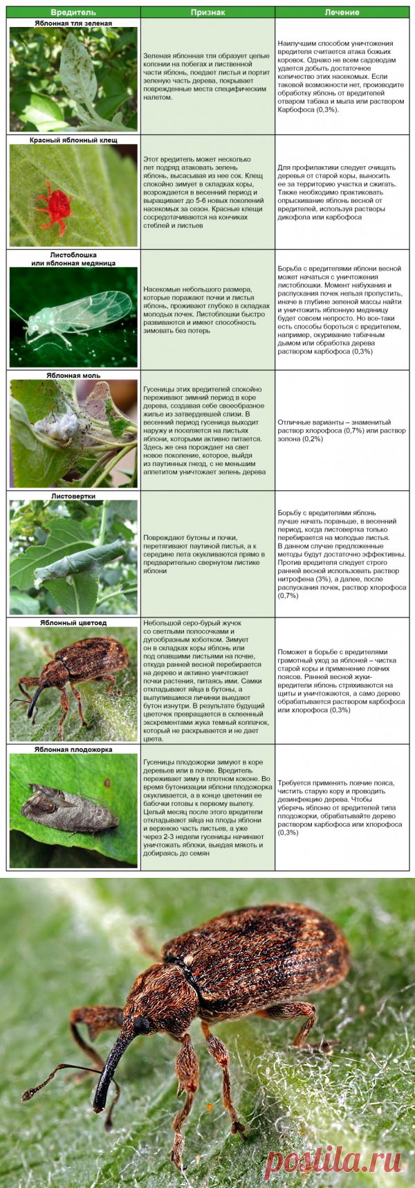 Семь самых опасных вредителей яблони и способы борьбы с ними (таблица)