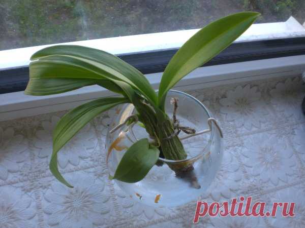 Орхидея Камбрия: виды, уход и пересадка цветка в домашних условиях