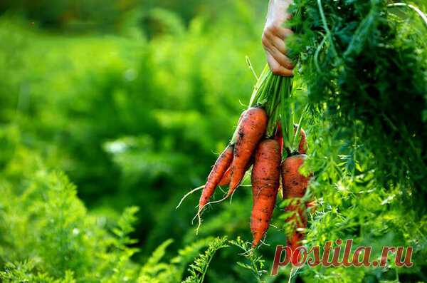 Чем подкормить морковь в августе, чтобы была крупной и хорошо хранилась? | Записки огородницы | Яндекс Дзен