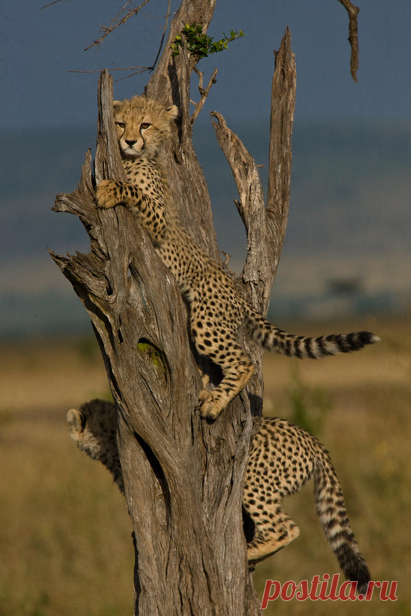 cheetah-cubs-climbing-in-a-dead-tree-beverly-joubert.jpg (600×900)