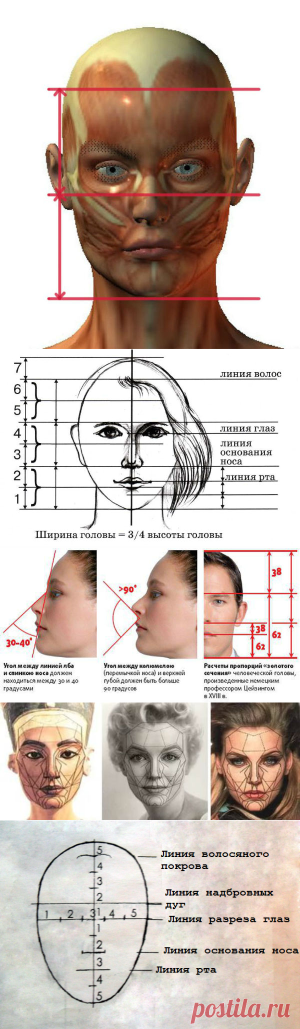 Пропорции лица