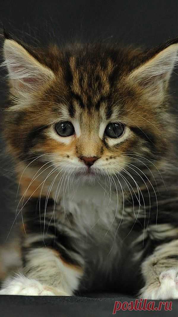 ✯ Cute Little Kitten