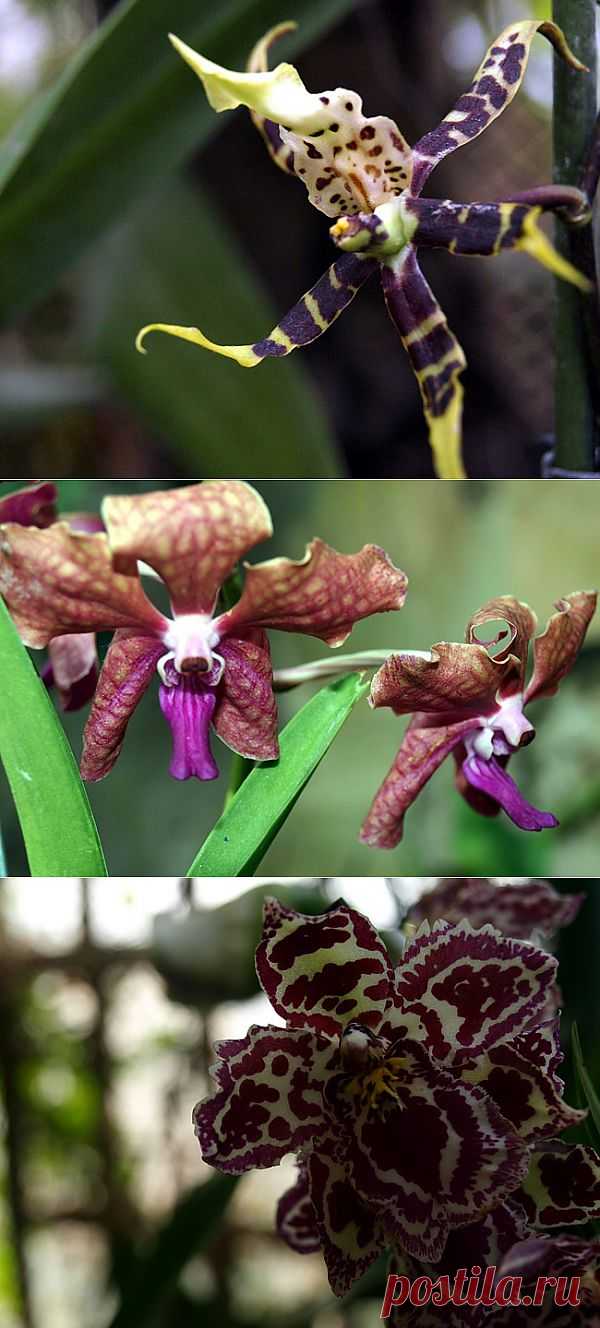 Королева тропиков-орхидея