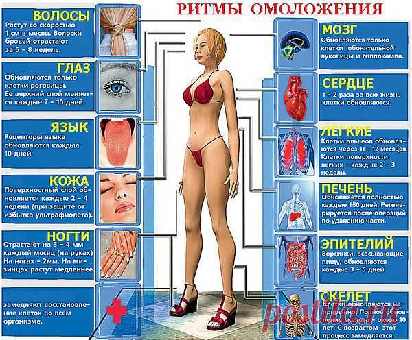 Ритмы обновления человеческого организма.