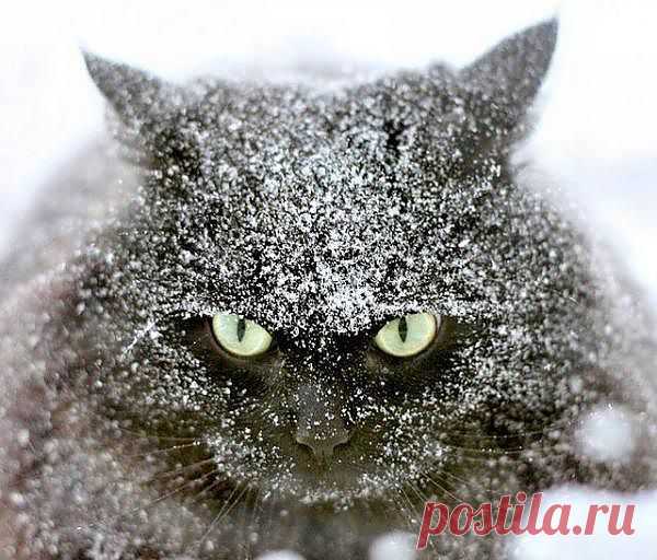 Снежный кот. | Братья наши меньшие.
