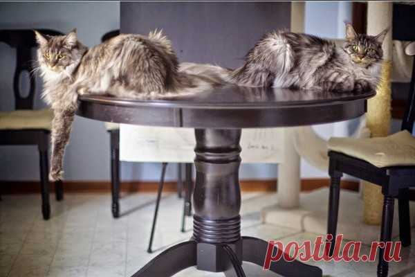 Как отучить кошку ходить по столам