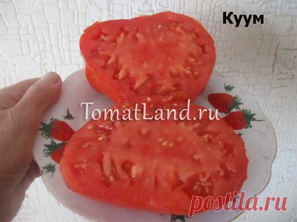 Томат Куум: описание сорта, отзывы, фото, урожайность | tomatland.ru