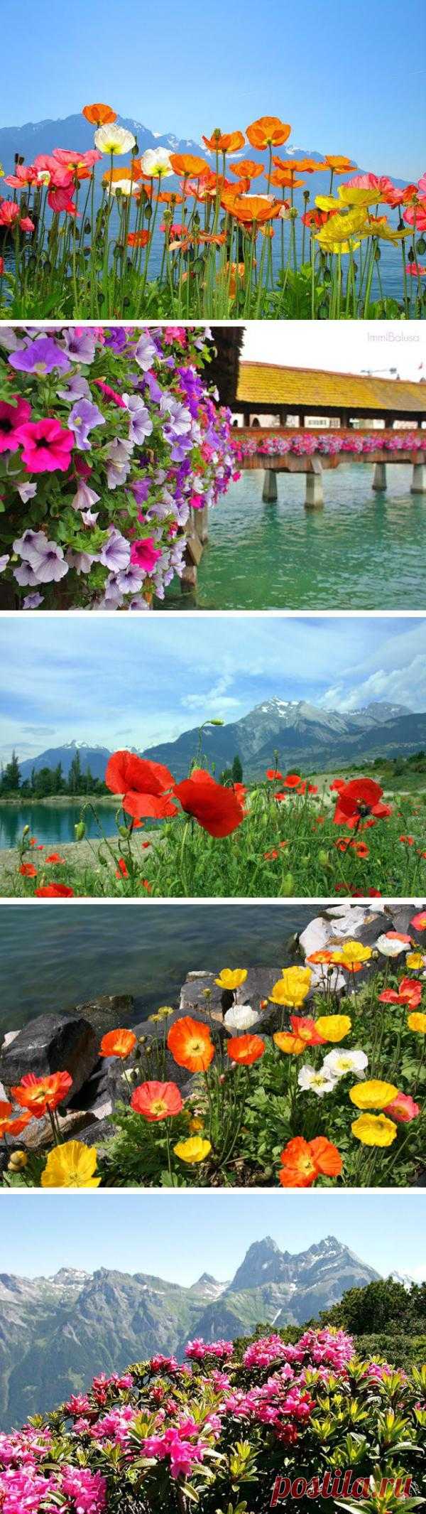 Цветы Швейцарии. Глядя на эти фото кажется, что в Швейцарии все просто утопает в цветах…