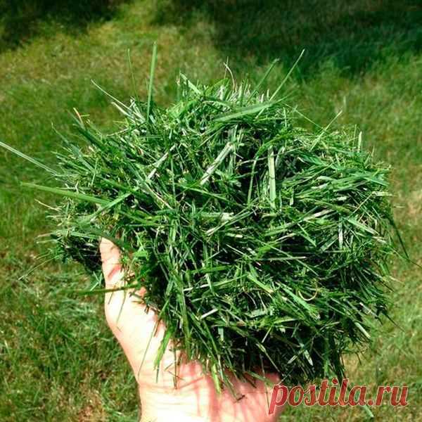 Что можно делать из скошенной травы, кроме как удобрения для огорода?