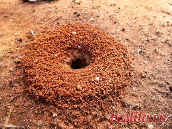 Муравьи: эффективные методы борьбы с муравьями